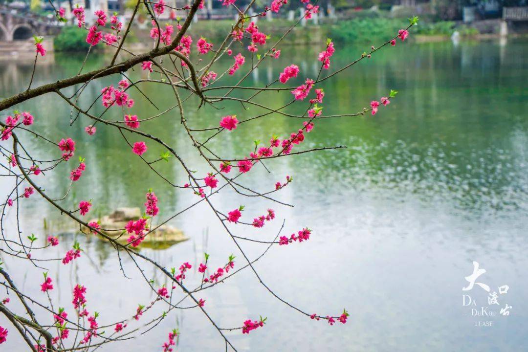 广东桃花盛景，春意盎然美不胜收