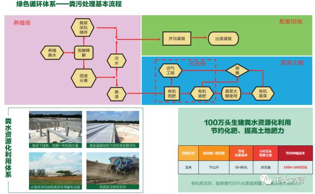 香港经典文化中的生肖智慧，择木而栖与深度解读策略