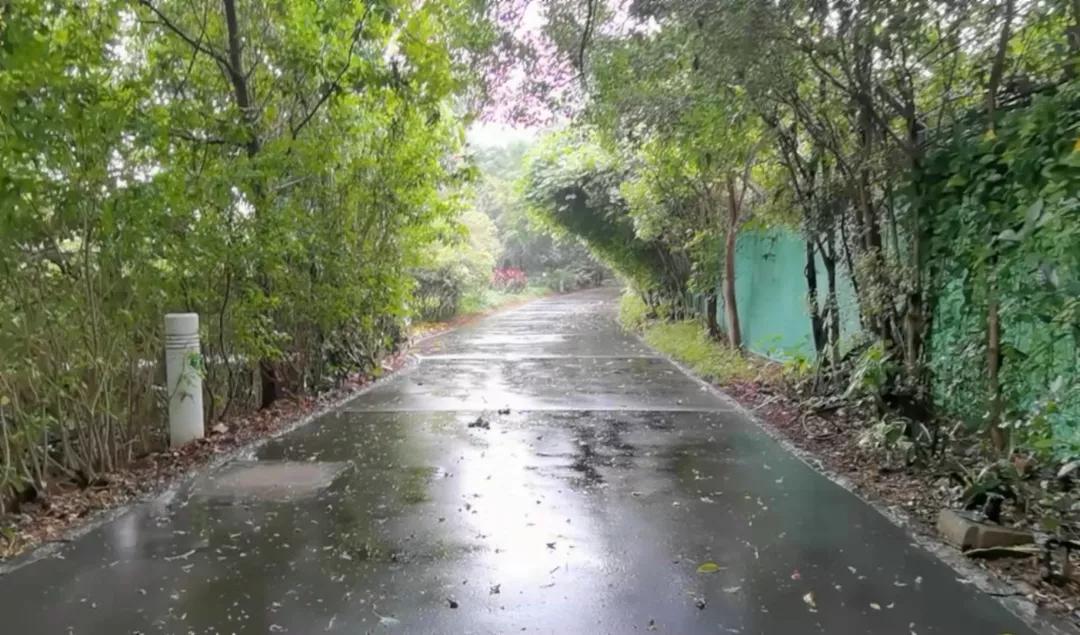 雨中伊人依旧在，生肖之谜的精准解读与词语释义