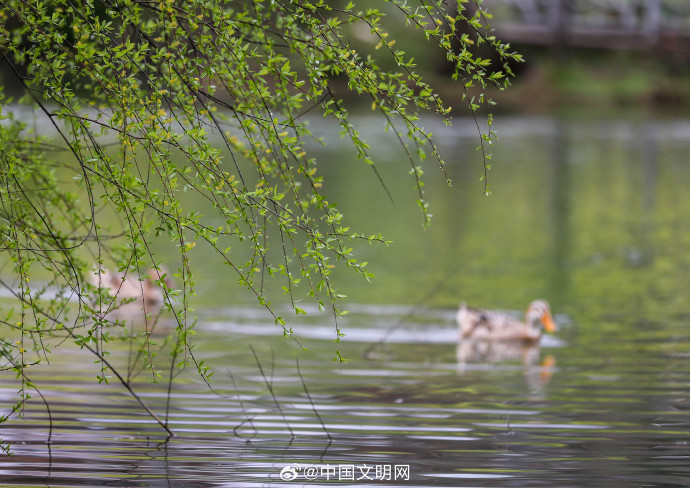 生肖之谜与江南春雨绿意盎然，吉时雨润大地