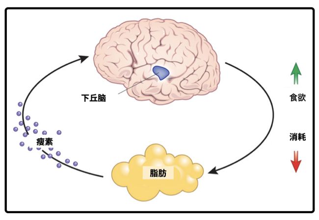 解读生肖回旋余地，生肖的象征与深层含义探讨