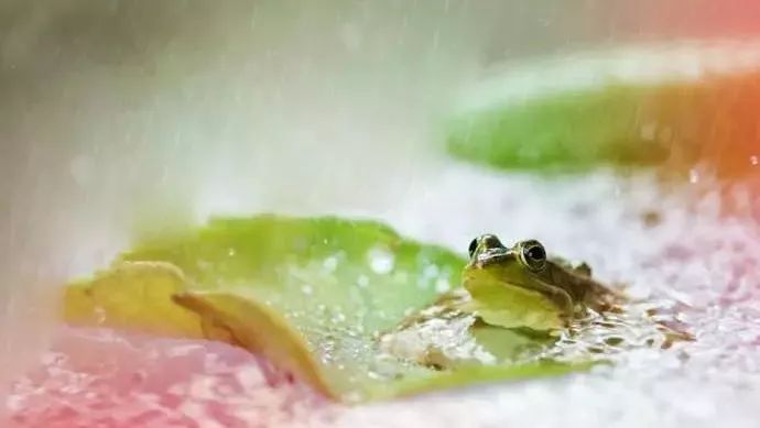 夏季阴雨中的生肖奥秘，夜半凉意揭示生肖之秘