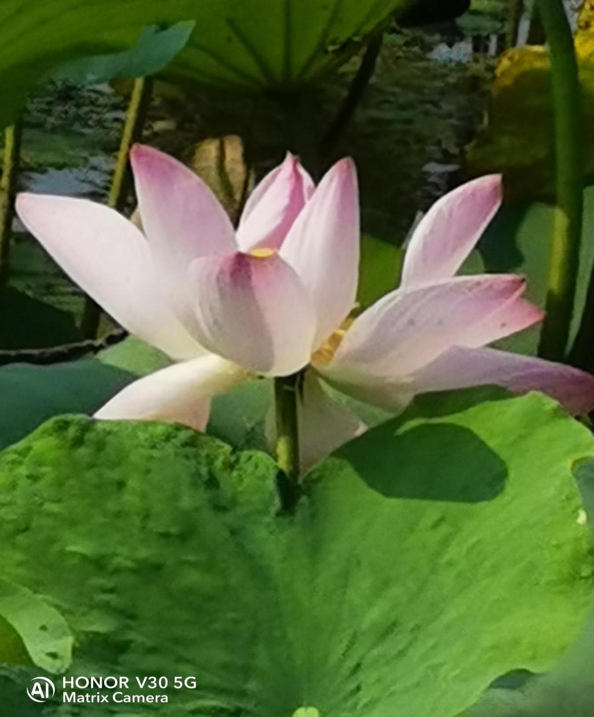 婷婷荷花鱼戏水与生肖背后的故事与智慧解读