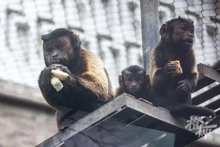 杭州人才网与厨师职业的成长之路